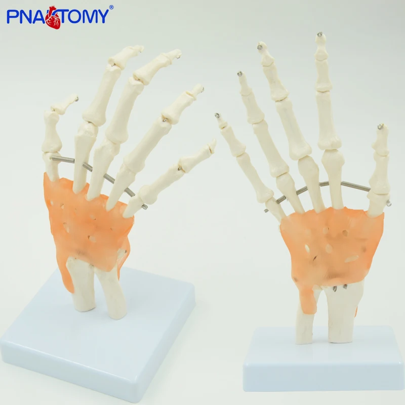 1:1 Life size Human Hand Joint Model Hand Skeleton Bone Model Wrist Vola Palms Medical Science Teaching Supplies Educational use
1:1 Life size Human Hand Joint Model Hand Skeleton Bone Model Wrist Vola Palms Medical Science Teaching Supplies Educational use
