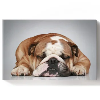 Bulldog Lovely Wrinkled Snout Brown Pet Paint by Numbers on Canvas 30X40CM DIY Paint by Numbers Living Room Decoration Gift
Bulldog Lovely Wrinkled Snout Brown Pet Paint by Numbers on Canvas 30X40CM DIY Paint by Numbers Living Room Decoration Gift
