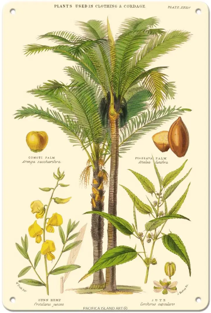 Pacifica Island Art Piassava Palm, Jute, Sunn Hemp - Plants Used in Clothing & Cordage - Vintage Botanical Illustration by John
Pacifica Island Art Piassava Palm, Jute, Sunn Hemp - Plants Used in Clothing & Cordage - Vintage Botanical Illustration by John