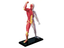 4d Human Muscle Anatomy Model Skeleton Medical Teaching Aid puzzle Assembling Toy Laboratory Education Equipment
4d Human Muscle Anatomy Model Skeleton Medical Teaching Aid puzzle Assembling Toy Laboratory Education Equipment