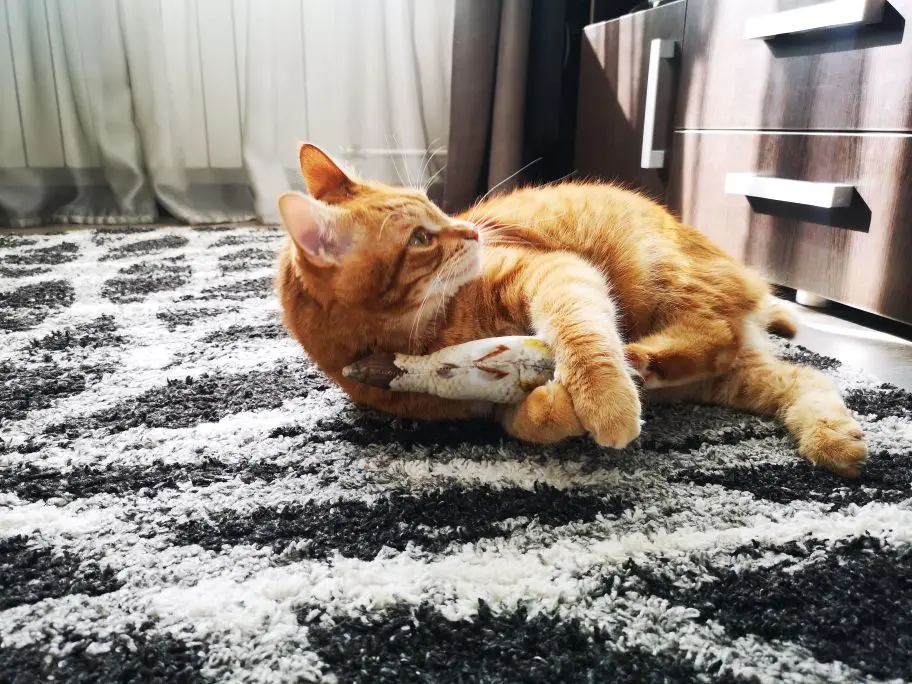 Creative Pet Cat Toy 3D Fish Shape Pet Toy Interactive Gifts Fish Catnip Toys Stuffed Pillow Doll Simulation Fish Playing Toy
Creative Pet Cat Toy 3D Fish Shape Pet Toy Interactive Gifts Fish Catnip Toys Stuffed Pillow Doll Simulation Fish Playing Toy
