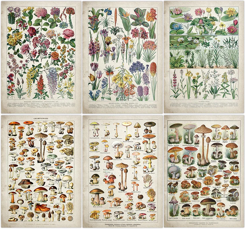 Ботанический учебный плакат грибы шампиньоны идентификации справки таблицей