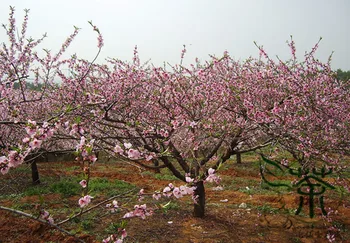 Prunus Persica Nectarine Peach Qian Ye Taohua 
Prunus Persica Nectarine Peach Qian Ye Taohua
