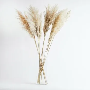 10pcs Dried Plants Pampas Grass Natural Phragmites Communis Wedding Decoration Flower Bunch Color Party Home Decor
10pcs Dried Plants Pampas Grass Natural Phragmites Communis Wedding Decoration Flower Bunch Color Party Home Decor