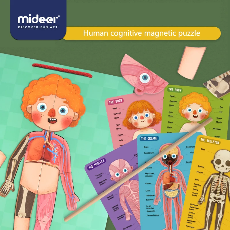 MiDeer Baby Puzzle Toys Magnetic Body 6Y+ Muscle Bone Structure Cognition Hanging board Education Creative Toys For Kids
MiDeer Baby Puzzle Toys Magnetic Body 6Y+ Muscle Bone Structure Cognition Hanging board Education Creative Toys For Kids