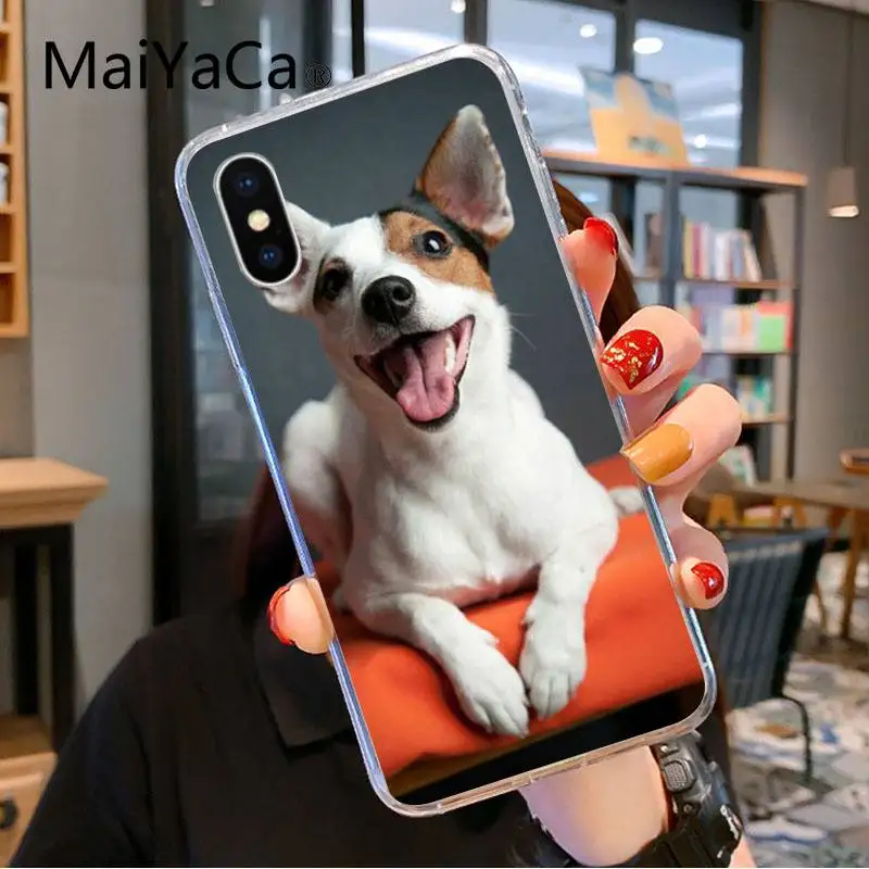 Jack Russell Terrier Dog