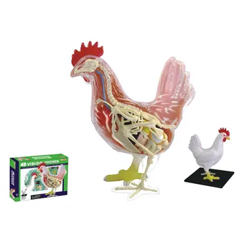 4D MASTER Educational Assembled Toy Simulation Animal Chicken Organ Dissection Action Figure Model Giocattolo X2564
4D MASTER Educational Assembled Toy Simulation Animal Chicken Organ Dissection Action Figure Model Giocattolo X2564