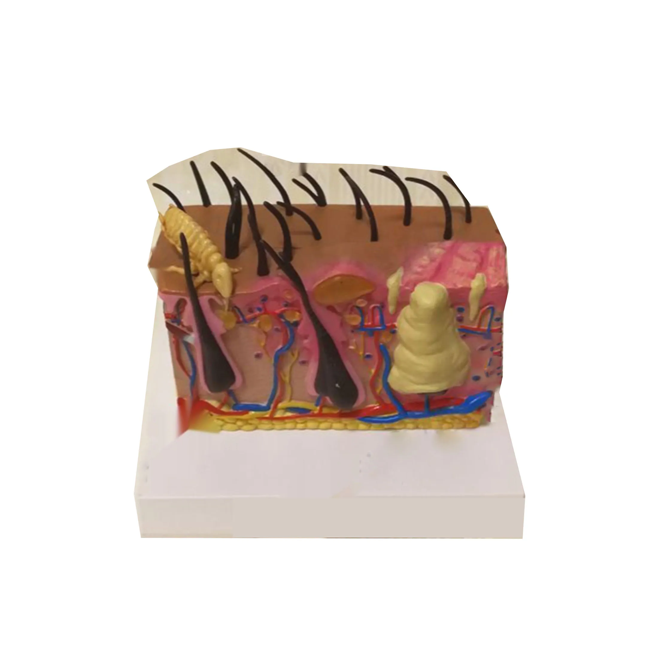 Dog skin model insect bite pathology mite flea hair subcutaneous tissue vascular nerve shaping dog knee joint 
Dog skin model insect bite pathology mite flea hair subcutaneous tissue vascular nerve shaping dog knee joint