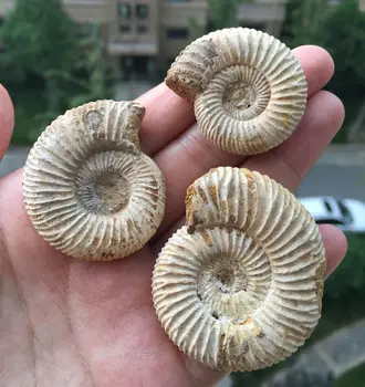 05576 1pcs Rare White Polished Ribbed Whole Ammonite Nautilus Fossil Shell
05576 1pcs Rare White Polished Ribbed Whole Ammonite Nautilus Fossil Shell