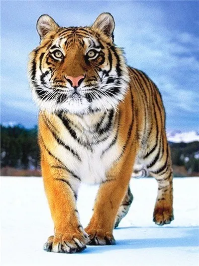 Diamond Painting Animals Tiger Diamond Painting Animal Tiger DIY Diamond Embroidery Cross stitch Home Frescoes
Diamond Painting Animals Tiger Diamond Painting Animal Tiger DIY Diamond Embroidery Cross stitch Home Frescoes