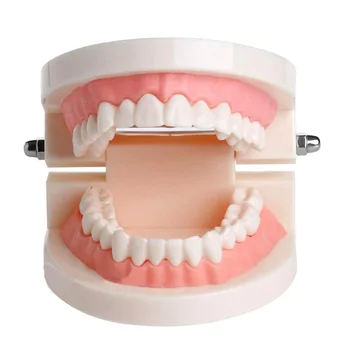 Dental Teaching Teeth Model for Child Caries Tooth Care Education Dentist Equipment Oral Care Health Care Tool for kids Leaning
Dental Teaching Teeth Model for Child Caries Tooth Care Education Dentist Equipment Oral Care Health Care Tool for kids Leaning