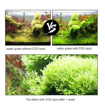 12V Output Voltage Aquarium CO2 Regulator CO2 Pressure Regulator with Solenoid Bubble Counter & Check Valve for CO2 Diffuser
12V Output Voltage Aquarium CO2 Regulator CO2 Pressure Regulator with Solenoid Bubble Counter & Check Valve for CO2 Diffuser