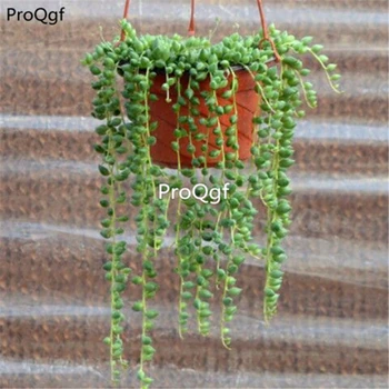 Ngryise 2pcs a set Senecio rowleyanus
Ngryise 2pcs a set Senecio rowleyanus