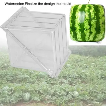 Pumpkin Mould Watermelon Mold Watermelon Mould PE 2 Shape Strong Fruit Square/Heart-Shaped Plant Garden Farmland Melon Grower
Pumpkin Mould Watermelon Mold Watermelon Mould PE 2 Shape Strong Fruit Square/Heart-Shaped Plant Garden Farmland Melon Grower
