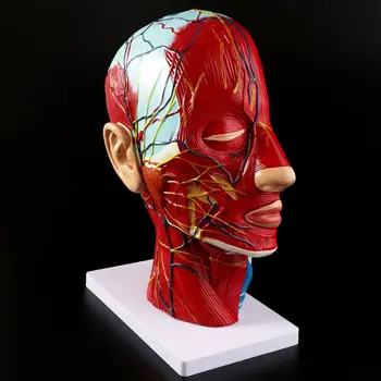 Human Anatomical Half Head Face Anatomy Medical Brain Neck Median Section Study Model Nerve Blood Vessel For Teaching D08B
Human Anatomical Half Head Face Anatomy Medical Brain Neck Median Section Study Model Nerve Blood Vessel For Teaching D08B