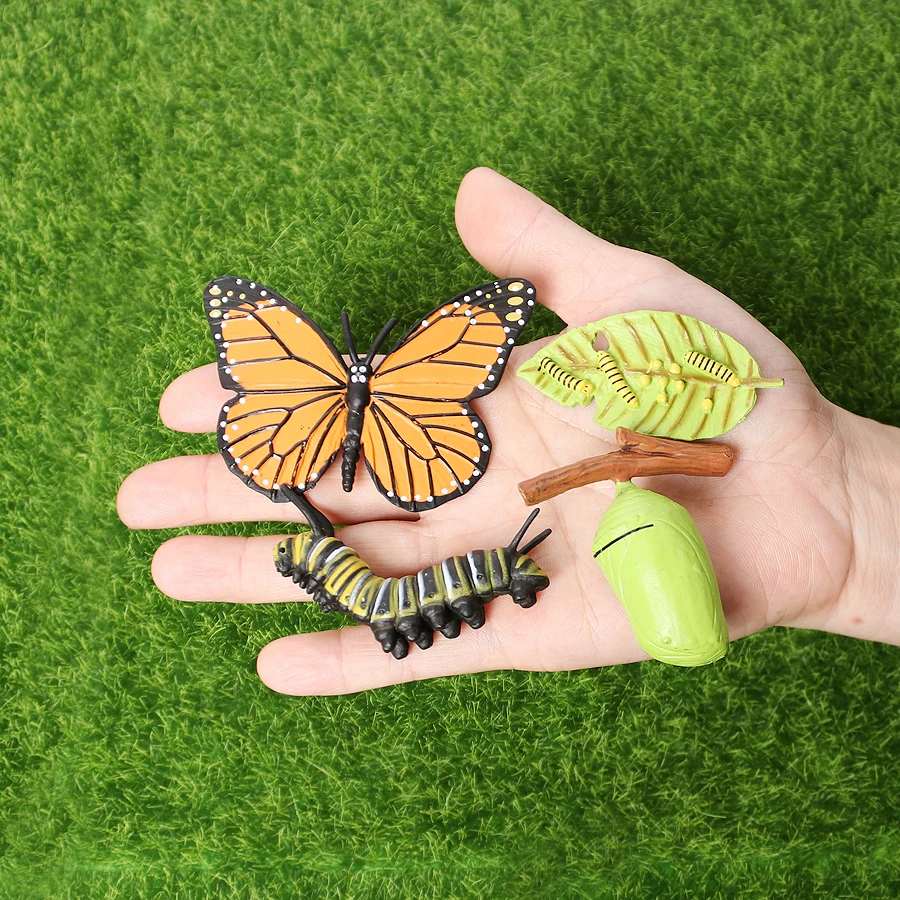 butterfly-3