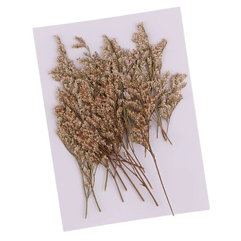 20 Pieces Pressed Real Dried Flower Limonium for DIY Specimen Craft Scrapbooking Embellishment 6-9cm
20 Pieces Pressed Real Dried Flower Limonium for DIY Specimen Craft Scrapbooking Embellishment 6-9cm