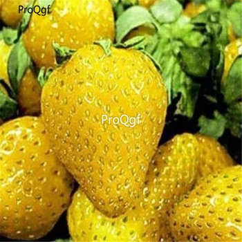 Ngryise 8000Pcs A Set Rare Yellow Strawberry 
Ngryise 8000Pcs A Set Rare Yellow Strawberry