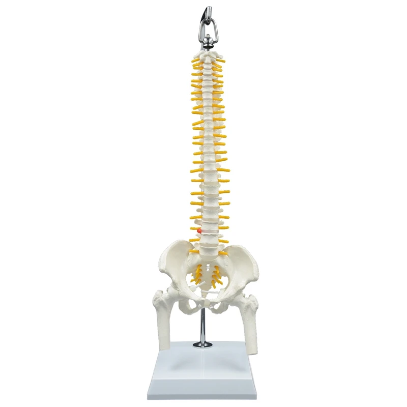 45CM Human Spine with Pelvis Model Human Anatomical Anatomy Spine Medical Model Spinal Column Model+Stand Flexible
45CM Human Spine with Pelvis Model Human Anatomical Anatomy Spine Medical Model Spinal Column Model+Stand Flexible