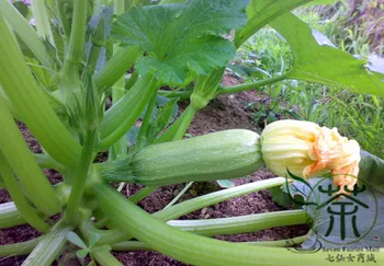 Summer Squash Cucurbita Pepo Xihulu 
Summer Squash Cucurbita Pepo Xihulu