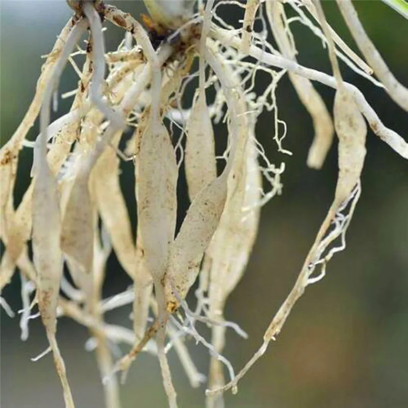 1pcs-Garden-Take-Rooting-Hormone-Powder-Root-Fast-Growth-Plants-Grow-Cut-Dip-growing-seedling-recovery