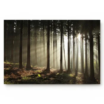 Jungle Forest Forest Scenery Mist Sunset Pine Sun Autumn Theme Light Plant Nature Indoor Bathroom Decor Doormats
Jungle Forest Forest Scenery Mist Sunset Pine Sun Autumn Theme Light Plant Nature Indoor Bathroom Decor Doormats
