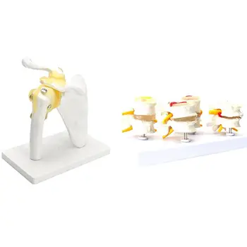 1 Pcs Human Shoulder Joint Model,Accurate Shoulder Skeleton & 1 Pcs Human Anatomy Skeleton Spine 4-Stages Supplies
1 Pcs Human Shoulder Joint Model,Accurate Shoulder Skeleton & 1 Pcs Human Anatomy Skeleton Spine 4-Stages Supplies