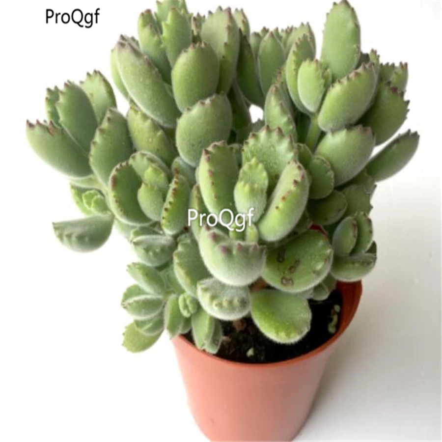 Ngryise 1Pcs A Set Cotyledon tomentosa