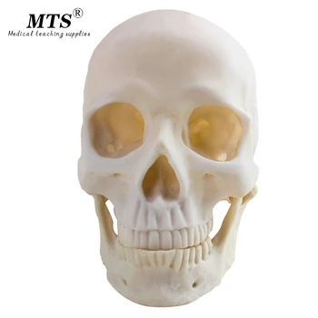 1:1 Human anatomy skull Model Brain skeleton Original Color Resin Crafts Medical teaching models traumatic pistol
1:1 Human anatomy skull Model Brain skeleton Original Color Resin Crafts Medical teaching models traumatic pistol