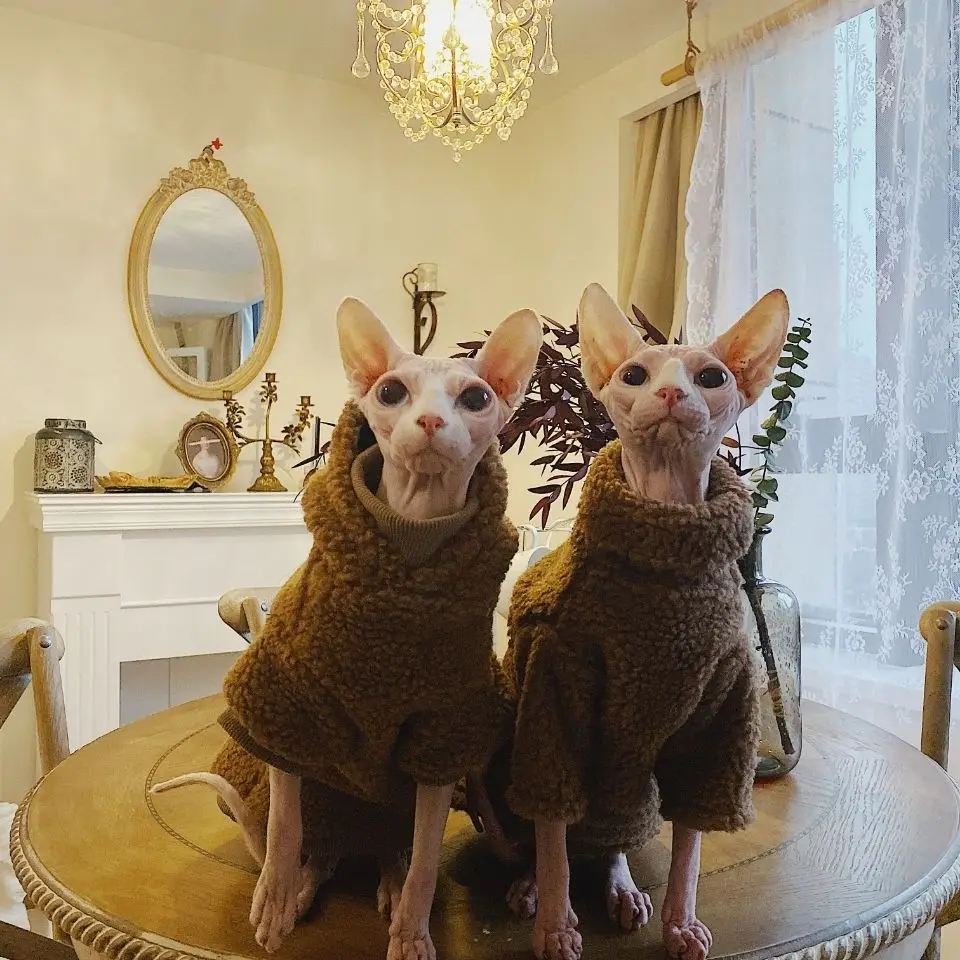 Fashion hairless cat clothes Sphinx cat Devon Kness clothes Pet protection warm winter extra thick camel lamb cashmere hoodie
Fashion hairless cat clothes Sphinx cat Devon Kness clothes Pet protection warm winter extra thick camel lamb cashmere hoodie