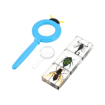 4Pcs Insect Samples Insect Specimen Transparent Various Interesting Educational Bugs Samples Bug
4Pcs Insect Samples Insect Specimen Transparent Various Interesting Educational Bugs Samples Bug