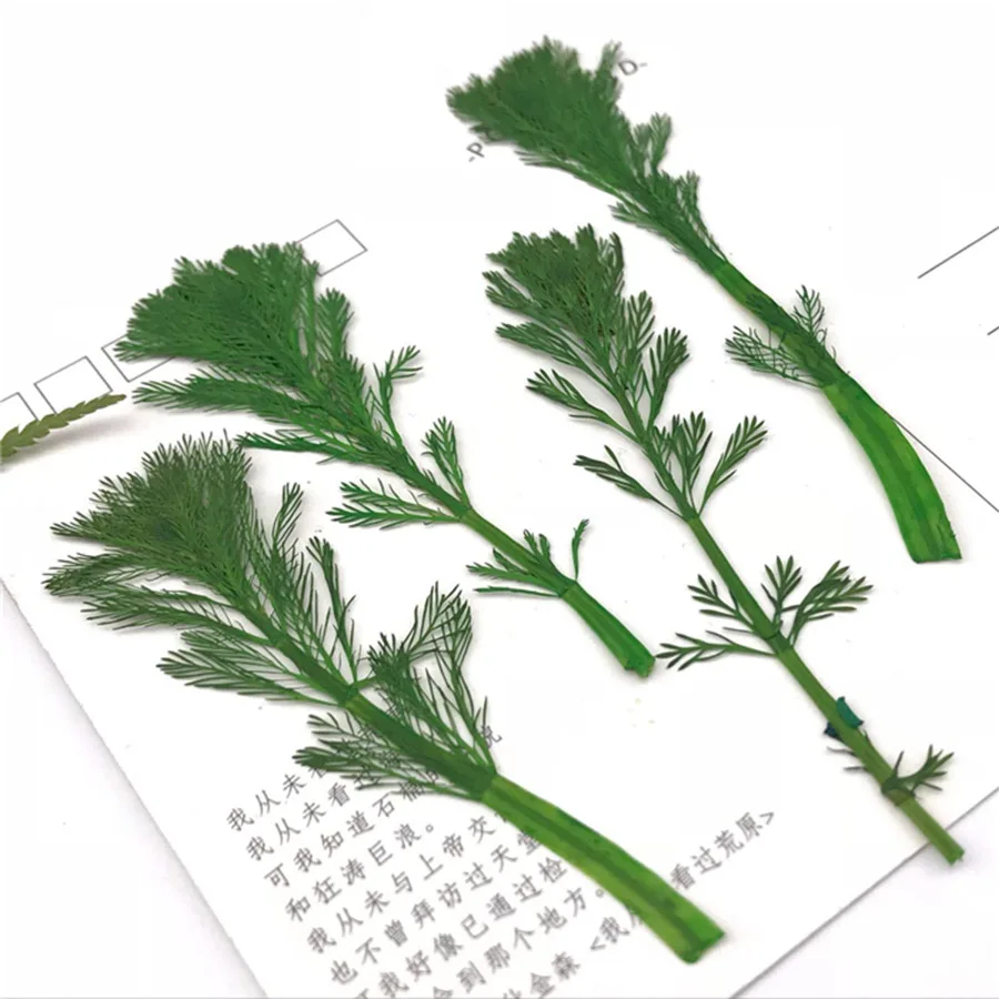 60pcs 5-10cm Pressed Dried Pine Leaves Flowers Plants Herbarium For Jewelry Postcard Phone Case Photo Frame Bookmark Craft DIY
60pcs 5-10cm Pressed Dried Pine Leaves Flowers Plants Herbarium For Jewelry Postcard Phone Case Photo Frame Bookmark Craft DIY