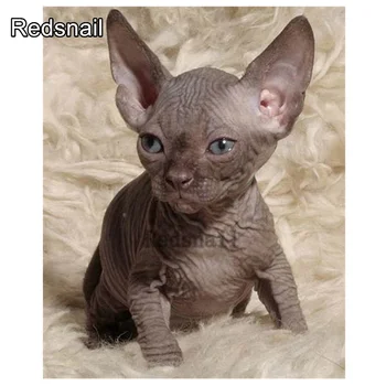 New Diamond Embroidery Full Display diy Diamond Painting sphynx cats animal 5D Full Square Rhinestones Decor Home Beadwork TT750 
New Diamond Embroidery Full Display diy Diamond Painting sphynx cats animal 5D Full Square Rhinestones Decor Home Beadwork TT750