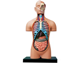 

1:2.5 Half open human body 4d master puzzle Assembling toy human body organ anatomical model medical teaching model