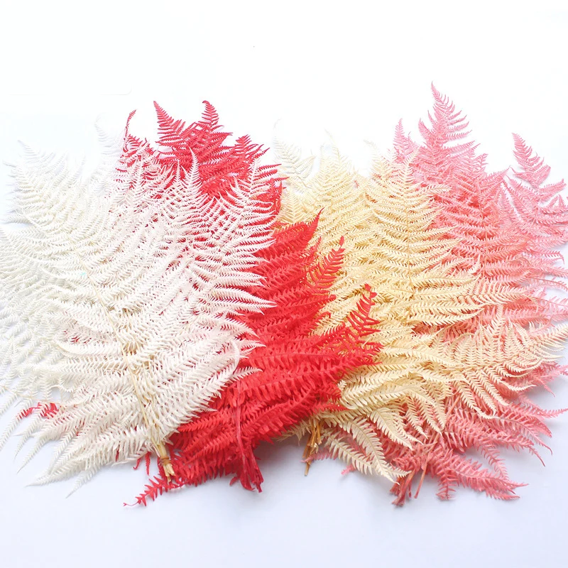 Natural Dried Flowers 10pcs Preserved Real Fern Leaf, DIY Wedding Marriage Home Gift Box Decoration ,Eternell Flower Plant
Natural Dried Flowers 10pcs Preserved Real Fern Leaf, DIY Wedding Marriage Home Gift Box Decoration ,Eternell Flower Plant