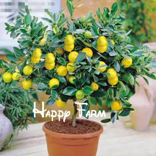 50 pieces/bag Lemon Tree Plants High survival Rate Fruit Plantas For Home Garden balcony Bonsai
50 pieces/bag Lemon Tree Plants High survival Rate Fruit Plantas For Home Garden balcony Bonsai