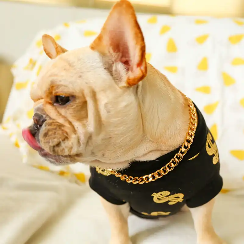 french bulldog gold chain collar