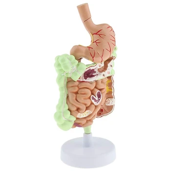 Life Size Human Digestive System Model Stomach Anatomy Large Intestine Cecum Rectum Duodenum Human Visceral Structure
Life Size Human Digestive System Model Stomach Anatomy Large Intestine Cecum Rectum Duodenum Human Visceral Structure
