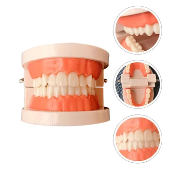 1 Pc Teeth Model Premium High Quality Durable Professional Teaching Study Supplies Typodont Teeth Model Oral Education Model for
1 Pc Teeth Model Premium High Quality Durable Professional Teaching Study Supplies Typodont Teeth Model Oral Education Model for