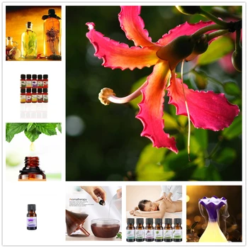 Pure Essential Oil for Aromatherapy Humidifier Diffuser Fresh Cool Kapok Flower Fragrance Essential Oils Home Air Care
Pure Essential Oil for Aromatherapy Humidifier Diffuser Fresh Cool Kapok Flower Fragrance Essential Oils Home Air Care