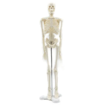 45CM Human Anatomical Anatomy Skeleton Model Poster Learn Aid Anatomy Human Skeletal Model
45CM Human Anatomical Anatomy Skeleton Model Poster Learn Aid Anatomy Human Skeletal Model