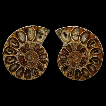 3 -4cm 4 -5cm In Pairs Natural Spot Color Screw Fossil Original Sliced Stone Shell Fossil Specimen
3 -4cm 4 -5cm In Pairs Natural Spot Color Screw Fossil Original Sliced Stone Shell Fossil Specimen
