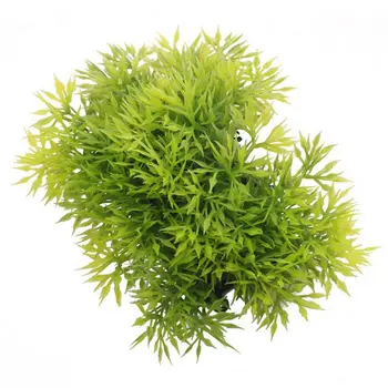 Simulation Aquatic Plants Fish Tank Landscaping Simulation Plant Ornamental Plastic Short Pine Needles With Base Small Grass
Simulation Aquatic Plants Fish Tank Landscaping Simulation Plant Ornamental Plastic Short Pine Needles With Base Small Grass
