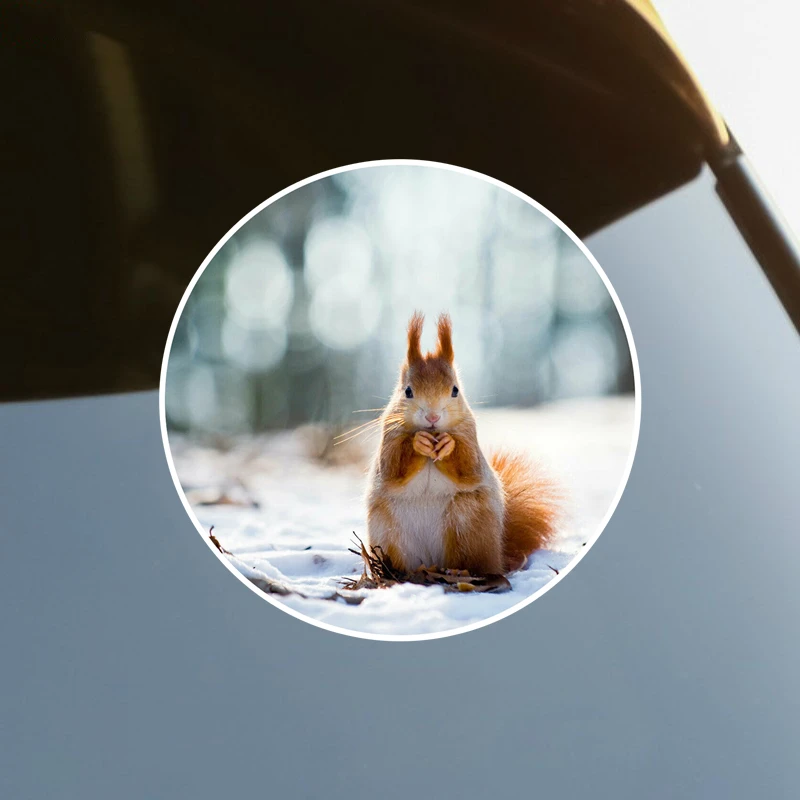 S61705 #Adorable Red Squirrel Animals Self-adhesive Decal Car Sticker Waterproof Auto Decors on Bumper Rear Window Laptop
S61705 #Adorable Red Squirrel Animals Self-adhesive Decal Car Sticker Waterproof Auto Decors on Bumper Rear Window Laptop