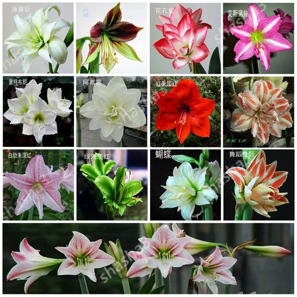 

50pec Amaryllis Bulbs True Red Hippeastrum Bulbs Flowers(Not Bonsai),Barbados Lily Potted Home Garden Balcony Plant