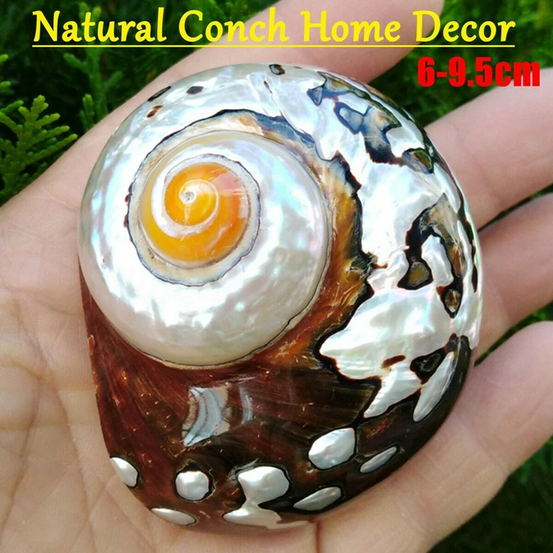 Hot New 6-9.5Cm Natural African Turban Sea Shell Coral Conch Snail Home Fish Tank Decor 1Pcs
Hot New 6-9.5Cm Natural African Turban Sea Shell Coral Conch Snail Home Fish Tank Decor 1Pcs