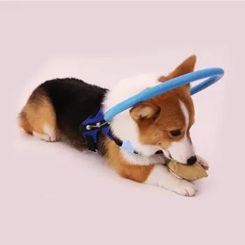 Safe Harness for Blind Dogs Pet Anti-collision Ring Cataract Circle Guide Animal Protection Dog Head Rings Cover
Safe Harness for Blind Dogs Pet Anti-collision Ring Cataract Circle Guide Animal Protection Dog Head Rings Cover