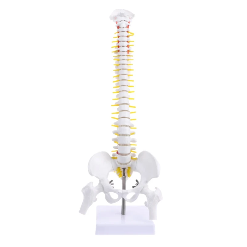 45Cm Flexible 1:1 Adult Lumbar Bend Spine Model Humans Skeleton Model with Spinal Disc Pelvis Model Used for Massage ,Yoga