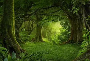 7x5FT Fairy Tale Enchanted Forest Wonderland Green Tree Path Custom Photo Studio Backdrop Background Vinyl 220cm X 150cm
7x5FT Fairy Tale Enchanted Forest Wonderland Green Tree Path Custom Photo Studio Backdrop Background Vinyl 220cm X 150cm