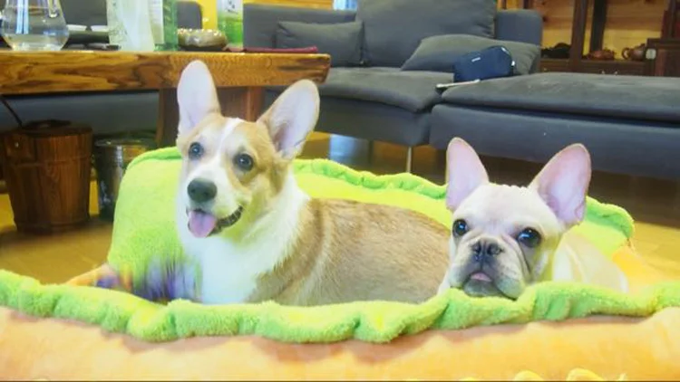 Bed Mat Soft Fiber Pet Dog Puppy & Cat Warm Soft Bed - PeticaDeals